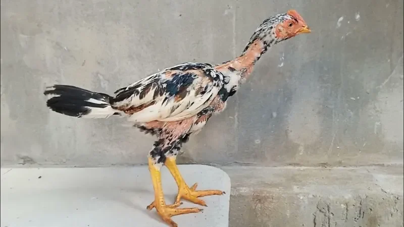 Cách chọn gà nòi tốt và chăm sóc đúng cách