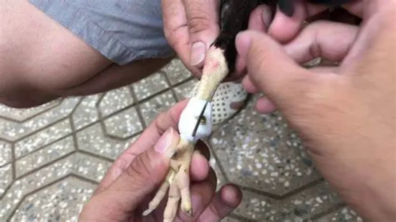 Cựa gà mang đến tác dụng đối với chiến kê