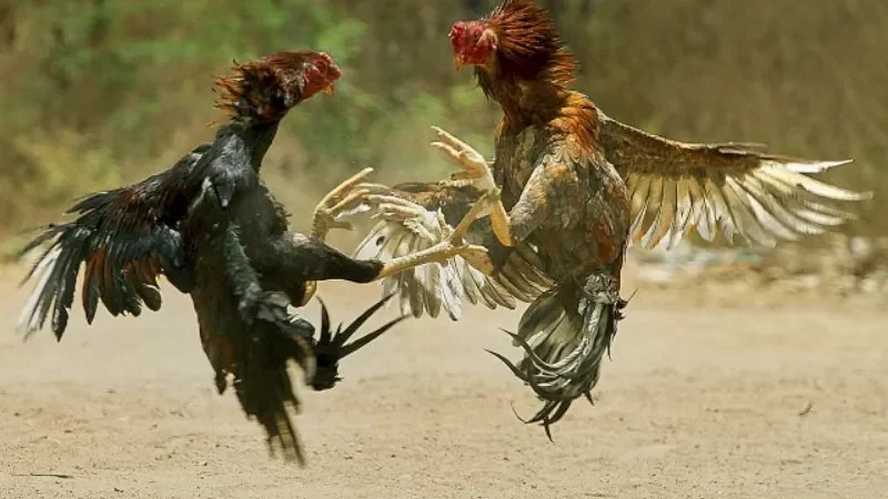 Đôi nét về đá gà cựa sắt