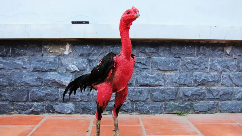 Gà Đá Bị Sốc Nhiệt