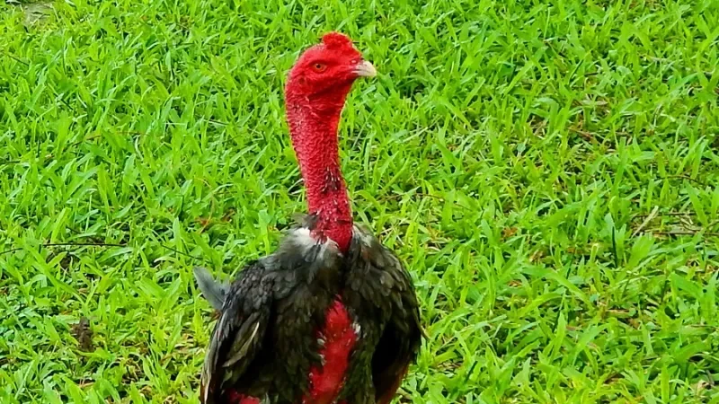 Giới thiệu tổng quan về gà nòi