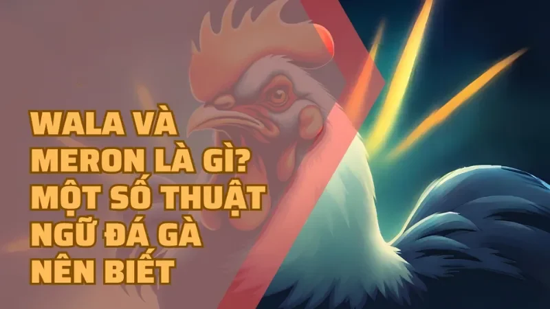 Giới thiệu tổng quan về wala là gì, meron là gì