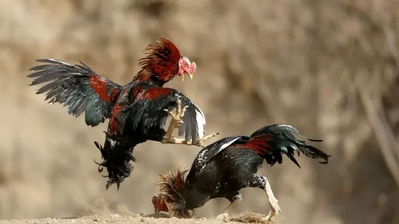 Những kỹ năng cần có khi tham gia loại hình này