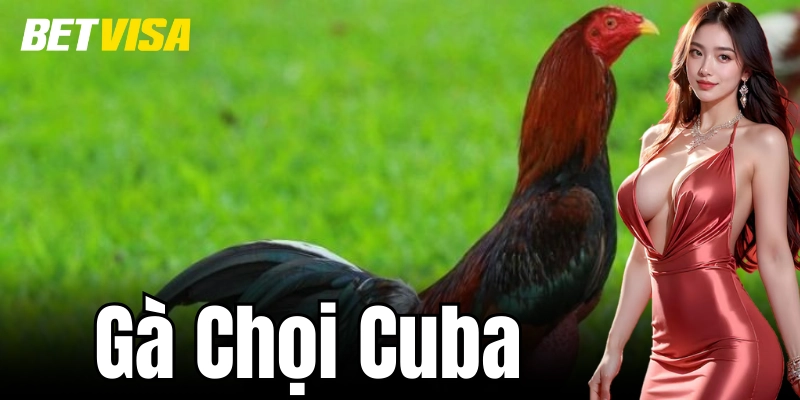 Đặc điểm hình dáng và sức khỏe của gà chọi Cuba