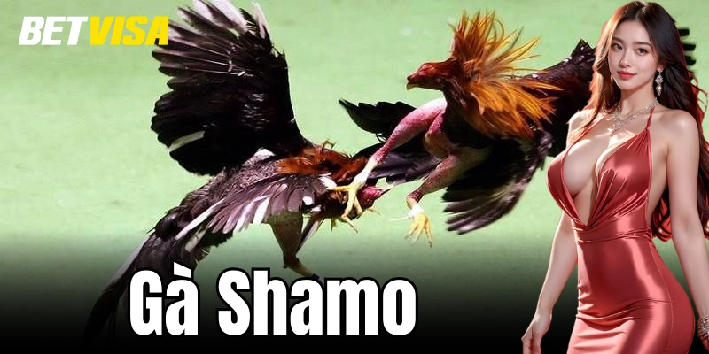 Hình dáng và đặc điểm bên ngoài của Gà Shamo