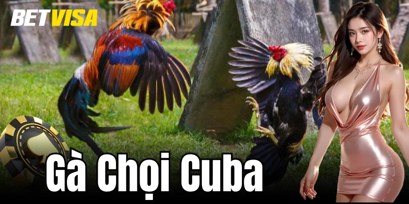 Gà Chọi Cuba – Những Kỹ Thuật Huấn Luyện Hiệu Quả Nhất