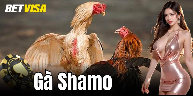 Gà Shamo: Những Lý Do Bạn Nên Nuôi Giống Gà Này Ngay Hôm Nay