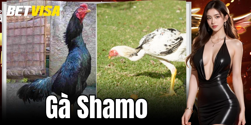 Tìm hiểu giống Gà Shamo