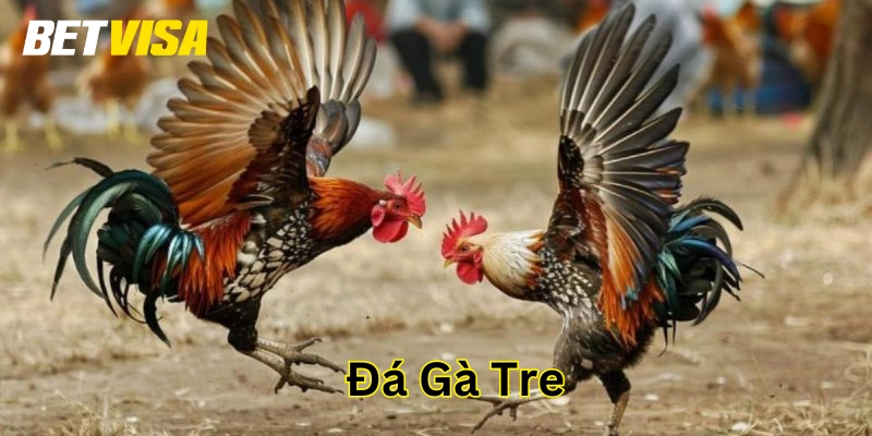 Các yếu tố ảnh hưởng đến Đá Gà Tre