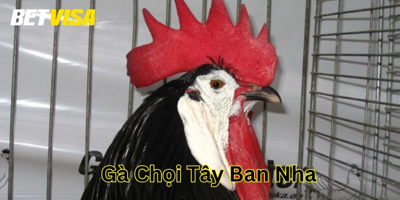 Cách chăm sóc Gà Chọi Tây Ban Nha