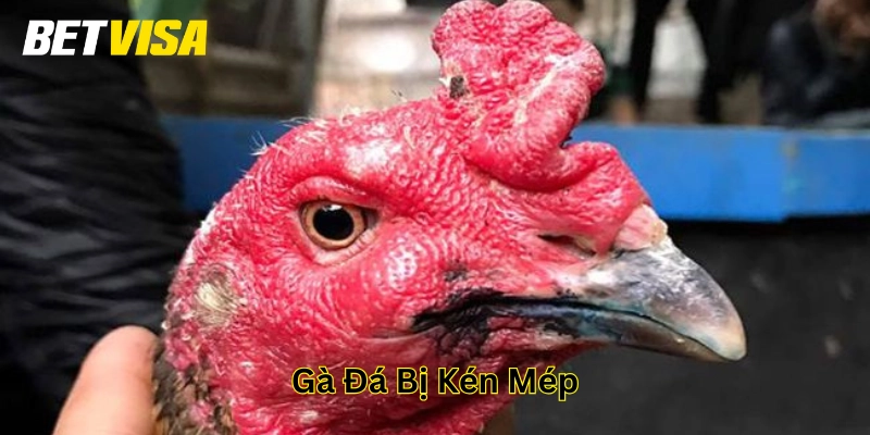 Cách chữa Gà Đá Bị Kén Mép