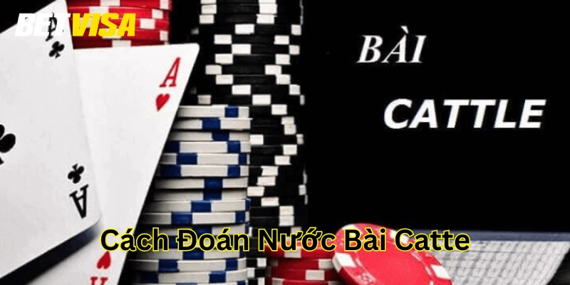 Cách Đoán Nước Bài Catte chơi sao cho hiệu quả