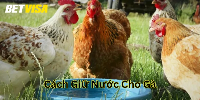 Cách Giữ Nước Cho Gà- Kiến Thức Vàng Không Thể Bỏ Qua