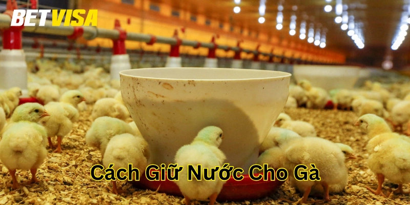 Cách Giữ Nước Cho Gà là gì? 