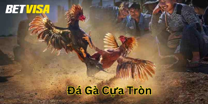 Chiến thuật chơi Đá Gà Cựa Tròn