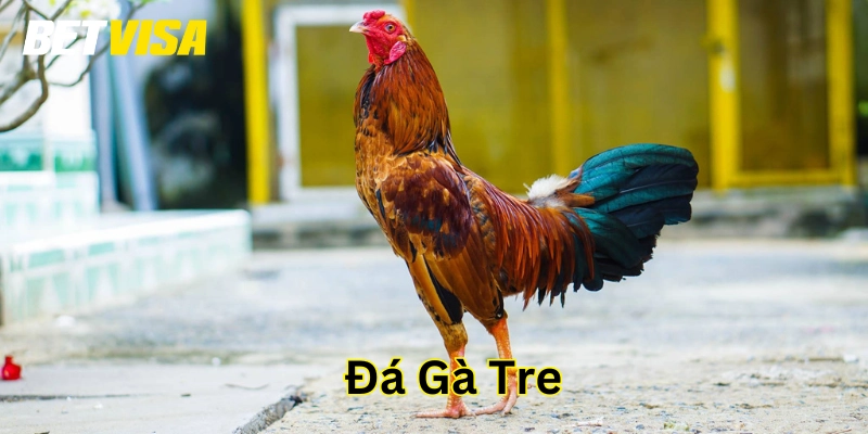 Chiến Thuật Đá Gà Tre – Muốn Thắng Trận, Nhất Định Phải Biết