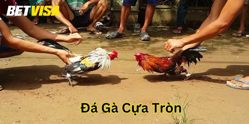 Bí Quyết Khi Chơi Đá Gà Cựa Tròn – Những Điều Bạn Cần Biết