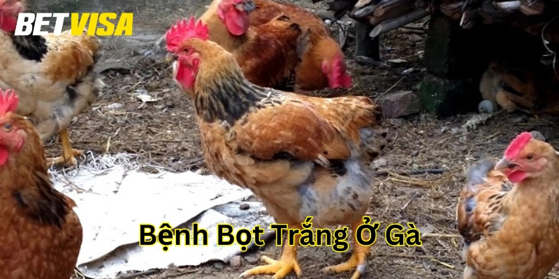 Dấu hiệu nhận biết Bệnh Bọt Trắng Ở Gà