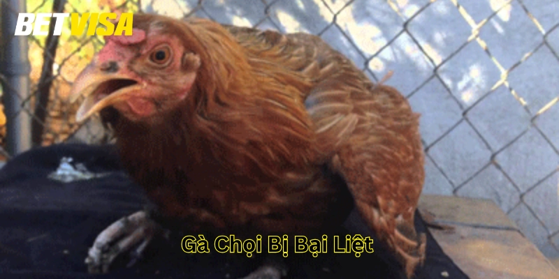 Gà Chọi Bị Bại Liệt là gì? 