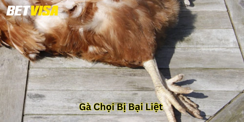 Gà Chọi Bị Bại Liệt vì đâu?