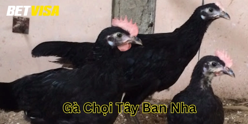 Gà Chọi Tây Ban Nha là gì?