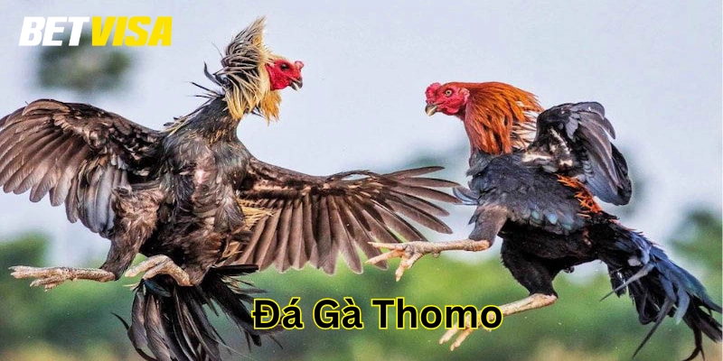 Đá Gà Thomo – Nơi Hội Tụ Những Chiến Kê Bất Bại!