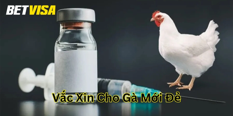 Vắc Xin Cho Gà Mới Đẻ – Bí Quyết Giúp Gà Khỏe Mạnh, Đẻ Đều!