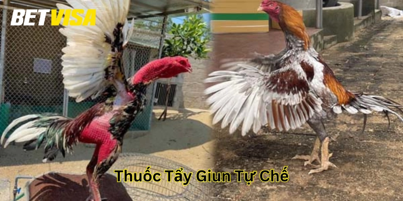 Những Điều Cần Biết Về Thuốc Tẩy Giun Tự Chế Cho Gà Chọi