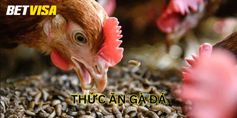 Thức Ăn Gà Đá – Bí Quyết Để Chiến Kê Sung Mãn Và Lì Đòn