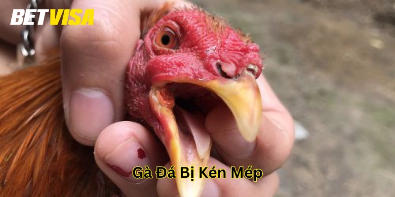 Gà Đá Bị Kén Mép: Nguyên Nhân, Cách Chữa Trị và Phòng Tránh