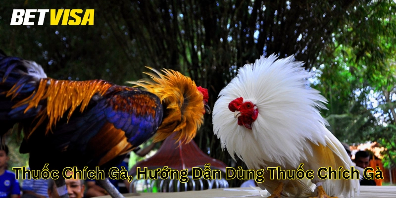 Thuốc Chích Gà, Hướng Dẫn Dùng Thuốc Chích Gà Là Gì?