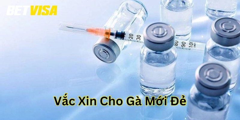 Vắc xin cho gà mới đẻ là gì?