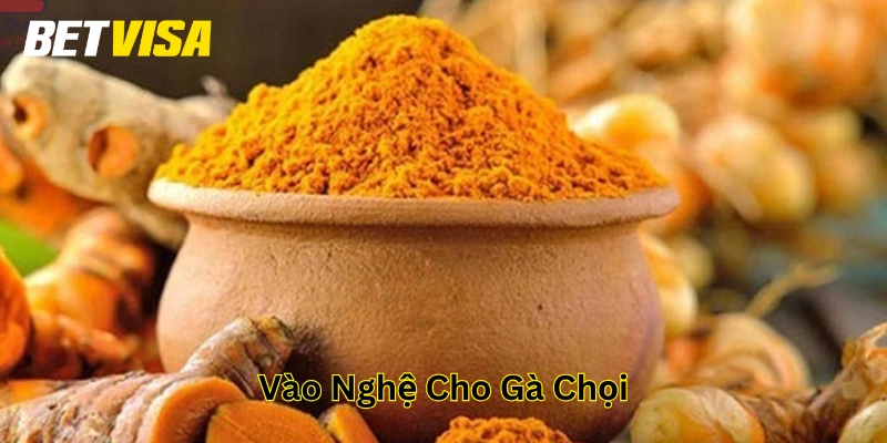 Vào Nghệ Cho Gà Chọi – Bí Quyết Chăm Sóc Gà Chiến Bất Bại!